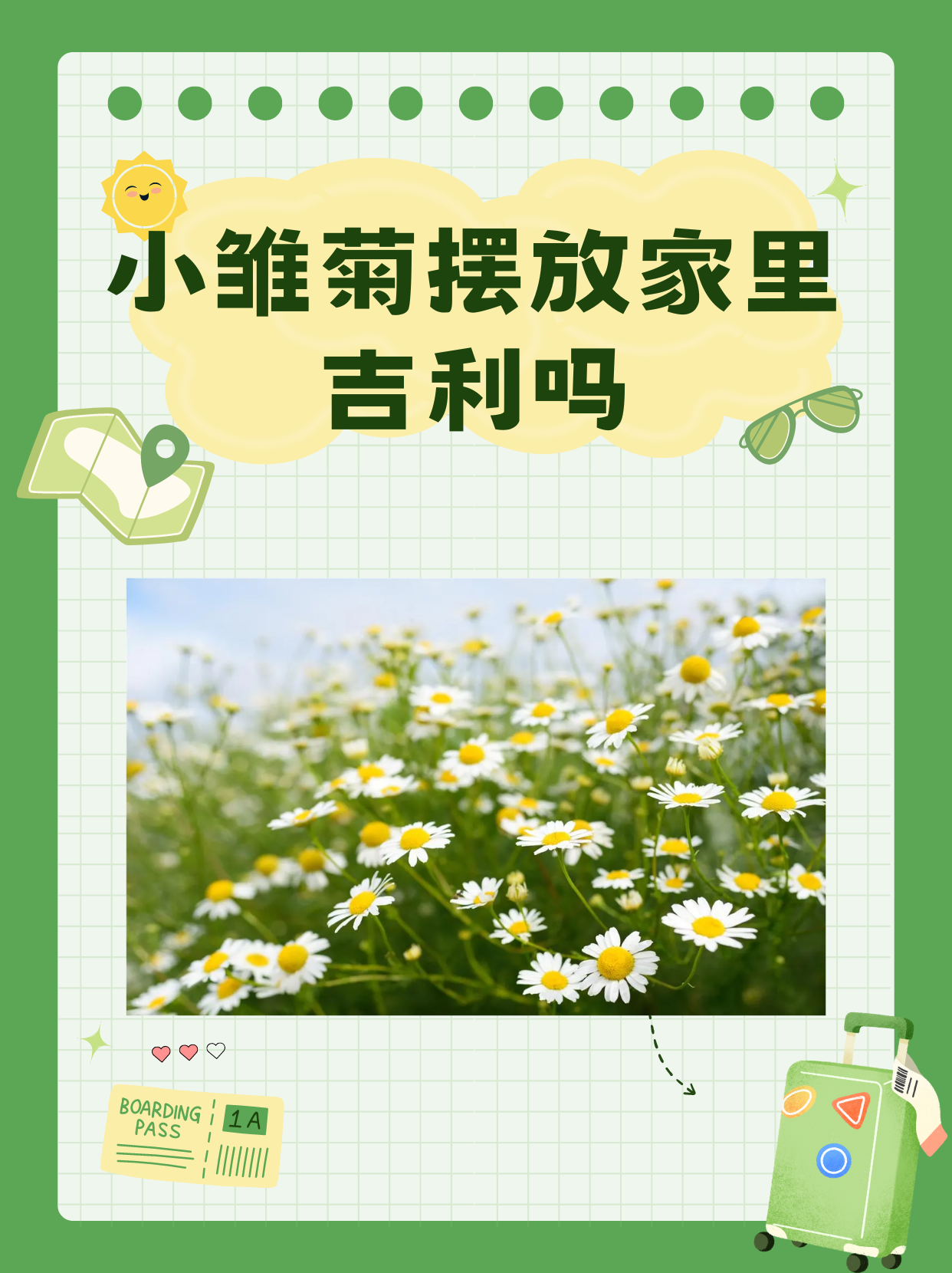 为什么说小雏菊不吉利(为什么说小雏菊装饰品不吉利)