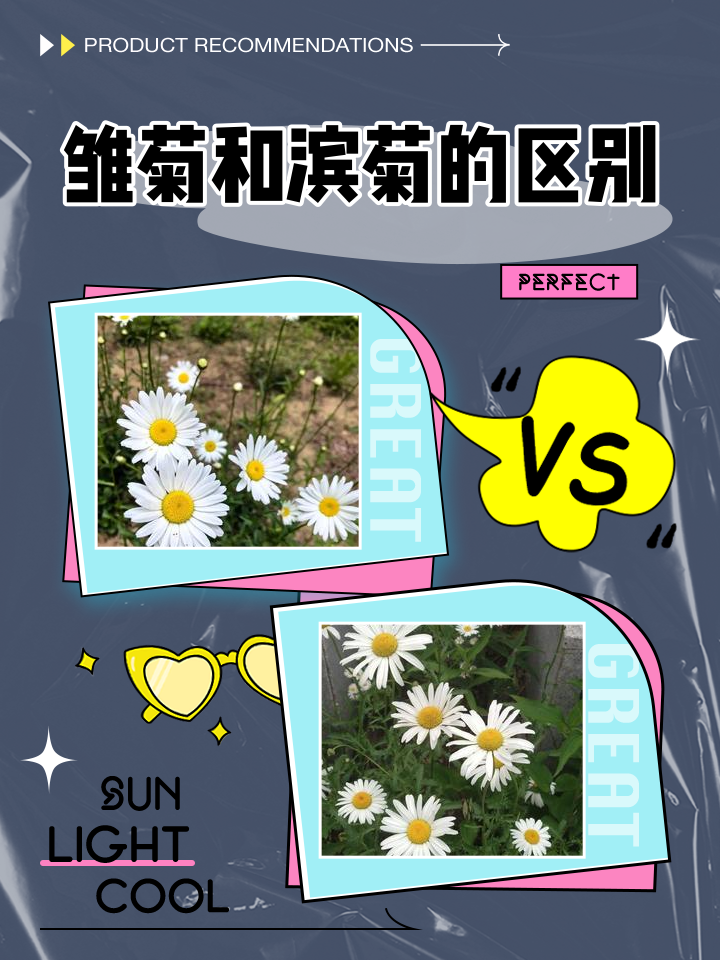 为什么说小雏菊不吉利(为什么说小雏菊装饰品不吉利) 为什么说小雏菊不吉利(为什么说小雏菊装饰品不吉利)