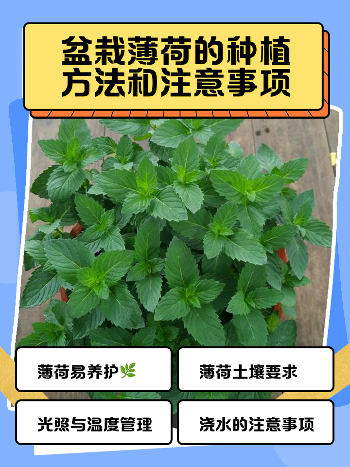 薄荷盆栽的功效与作用禁忌(薄荷盆栽的功效与作用禁忌图片)