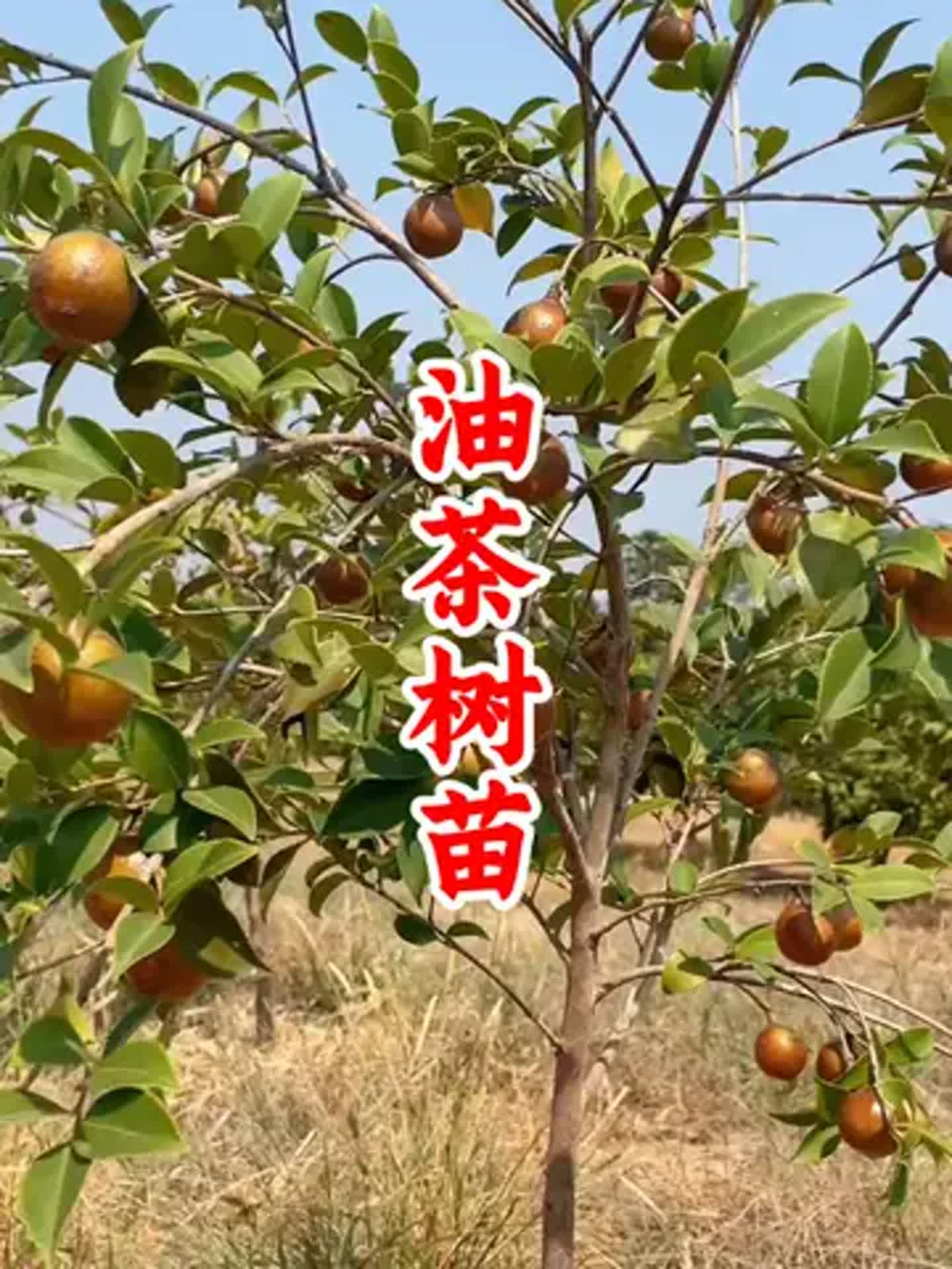 10亩油茶树一年多少利润(2025油茶树征收补偿标准)