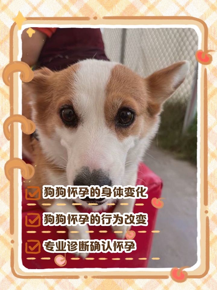 孕妇梦见狗是什么意思(孕妇梦见狗是什么意思 暗示了什么?)