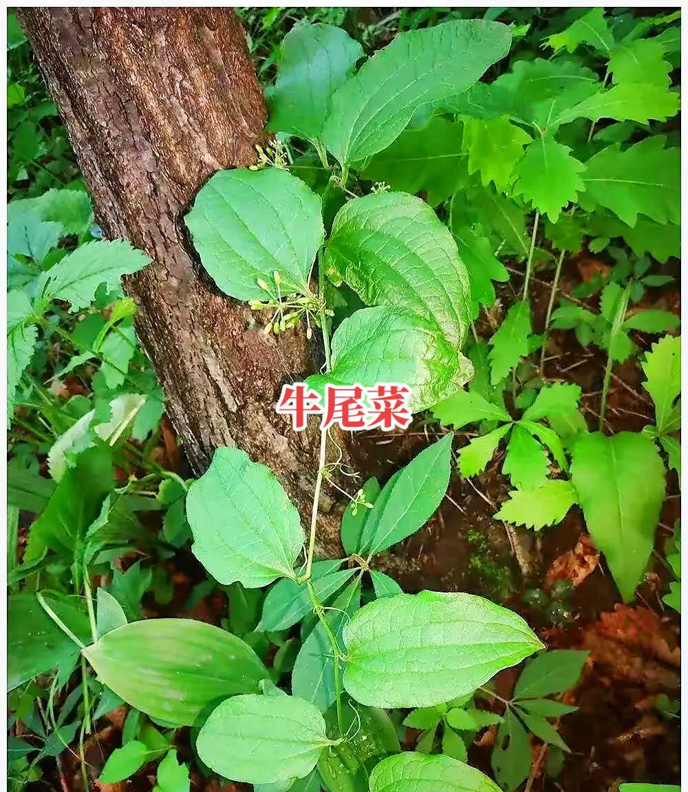牛皮菜为什么有毒(牛皮菜有什么副作用)