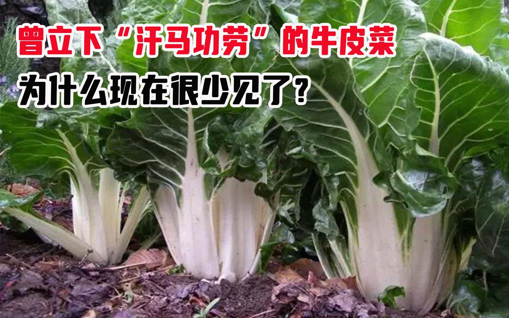 牛皮菜为什么有毒(牛皮菜有什么副作用)