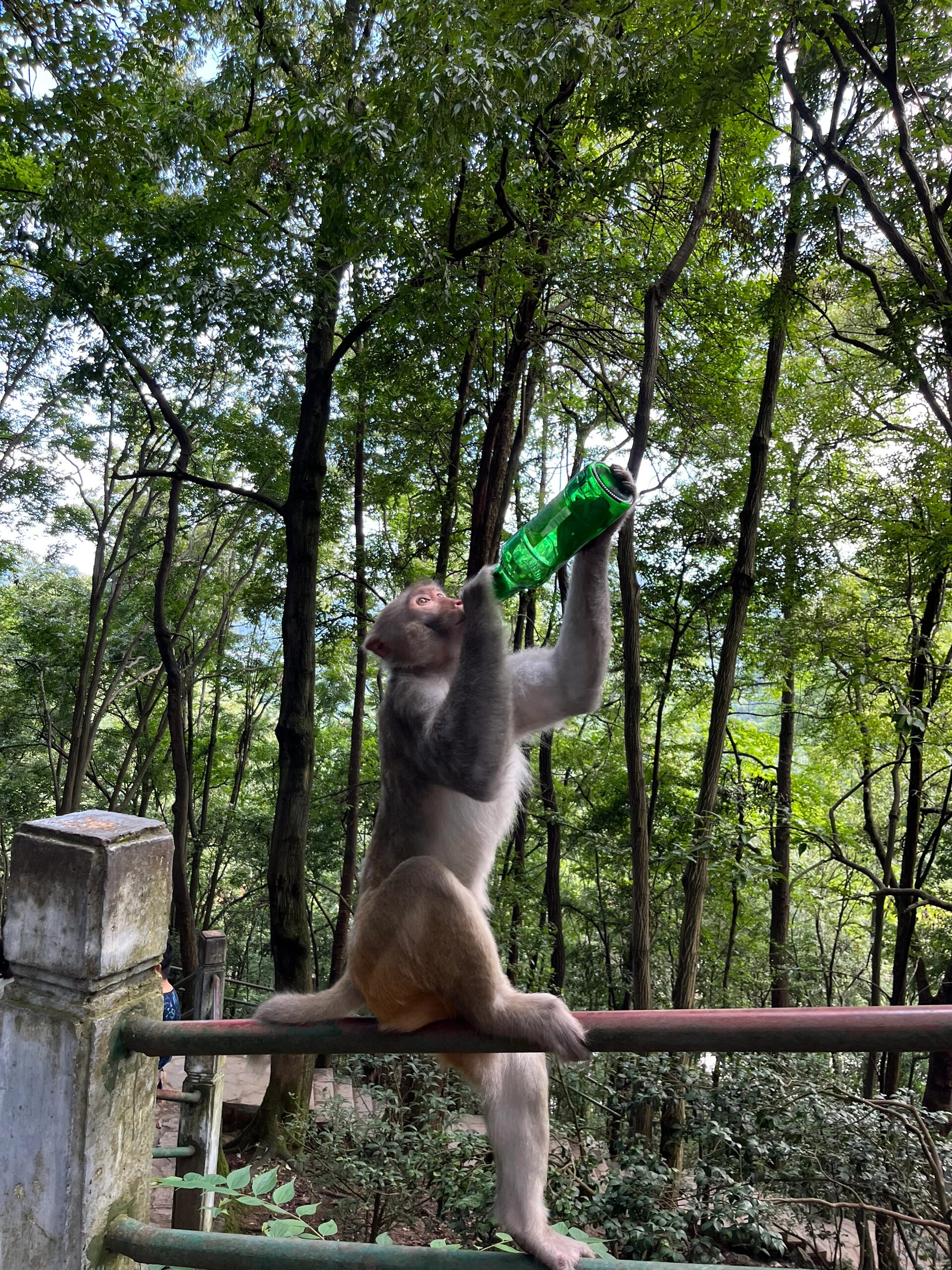 梦见猴子往自己身上扑(梦见猴子往自己身上扑抓伤)