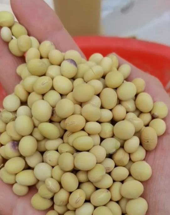 什么是脱脂大豆(脱脂大豆和大豆的区别)