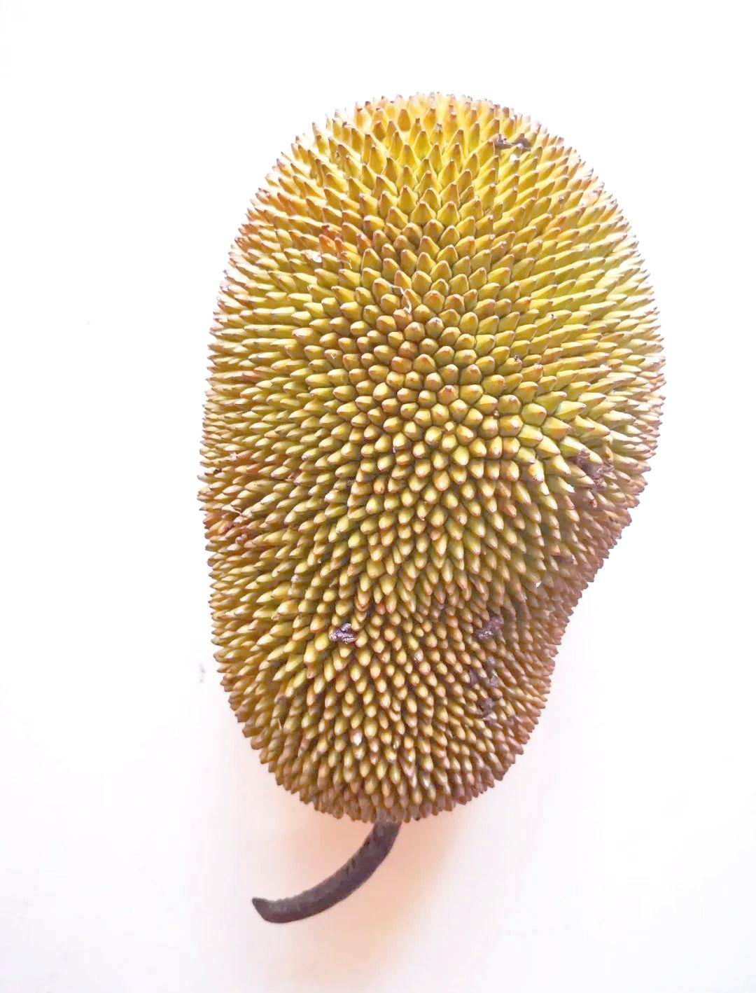 榴莲蜜的功效与禁忌(榴莲蜜的功效与禁忌症)