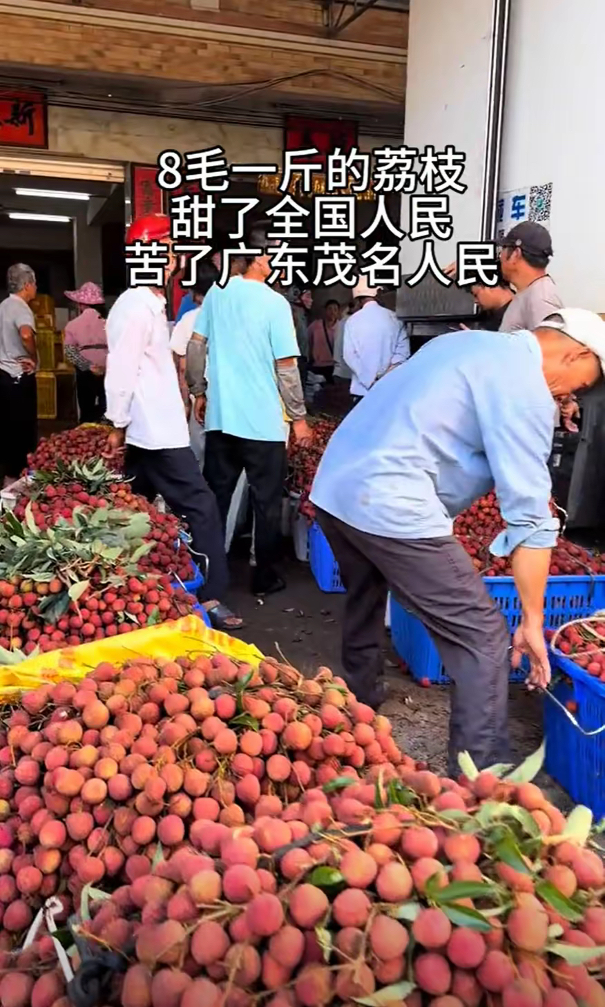 今年荔枝价格行情(今年荔枝价格行情如何)
