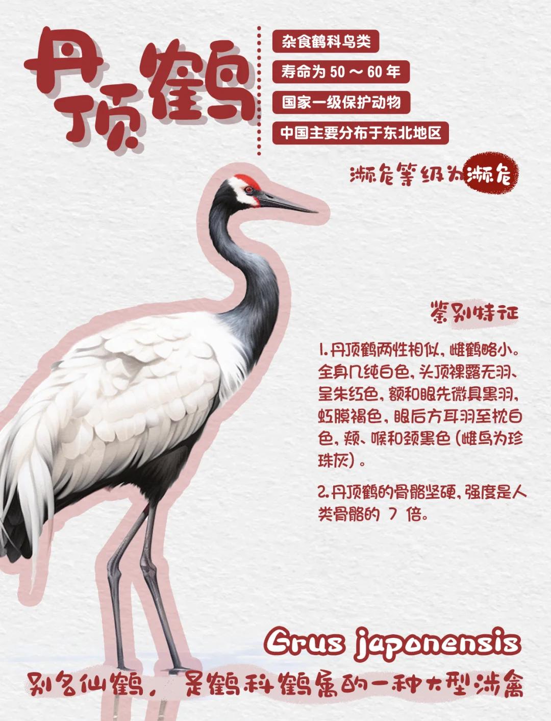 爱鹤失众的寓意(成语故事爱鹤失众)