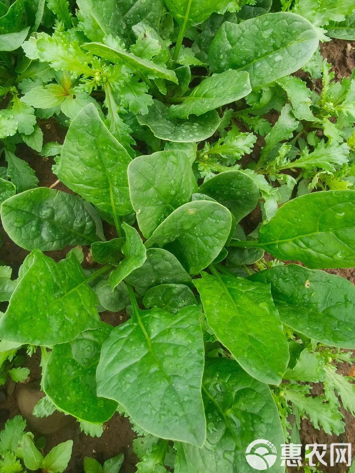叶菜类蔬菜有哪些(叶菜类蔬菜有哪些花菜)
