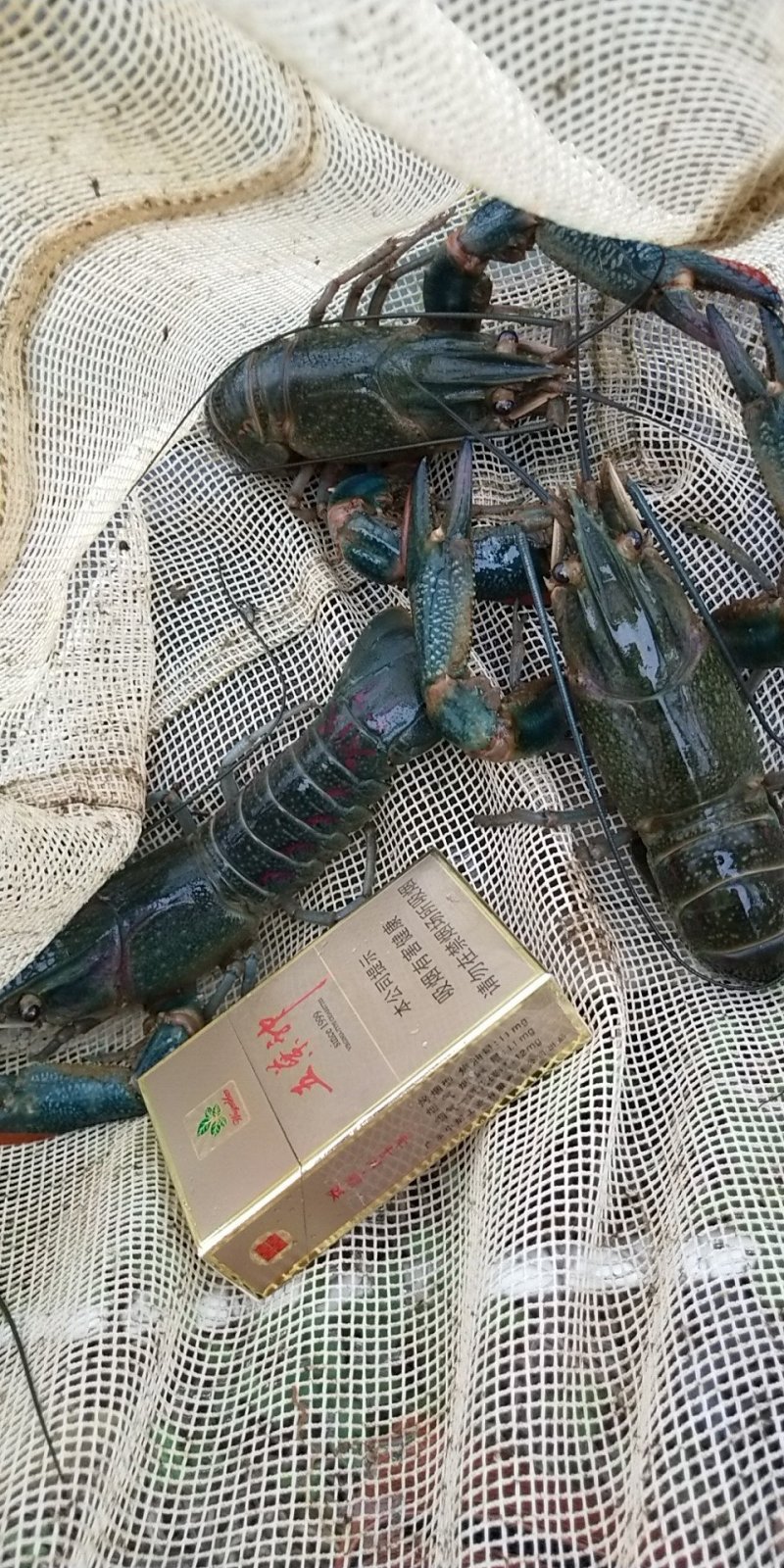 澳洲淡水小龙虾骗局(澳洲淡水小龙虾骗局曝光)