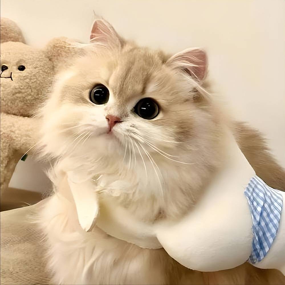 世界十大顶级猫粮品牌(世界十大顶级猫粮品牌出炉)