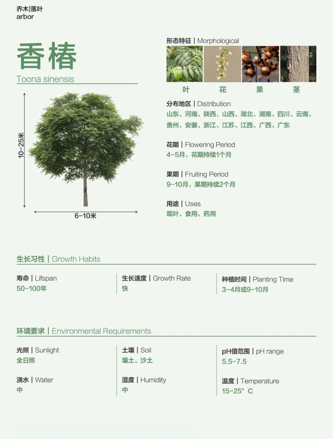 香椿树栽在什么位置好(香椿树栽在房屋什么位置好?)