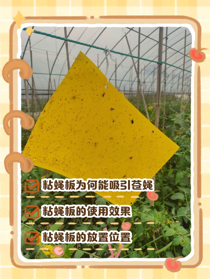 粘蝇板的胶怎么去除(粘蝇板可以粘小飞虫吗)