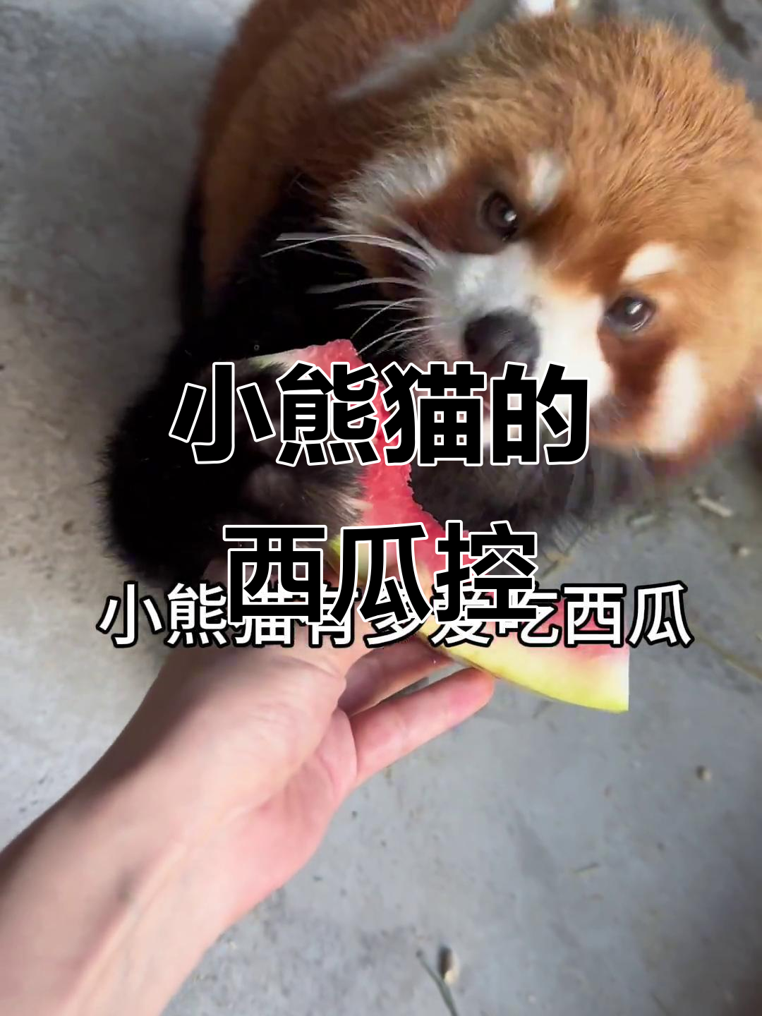 吃西瓜表情包什么意思(表情包吃西瓜的是什么意思)