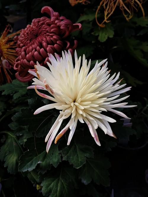 白菊花代表什么意思(白菊花代表什么意思和含义)