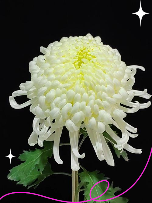 白菊花代表什么意思(白菊花代表什么意思和含义)