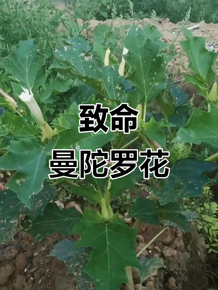 曼陀罗花对女性的作用(曼陀罗花对女性的作用有哪些)