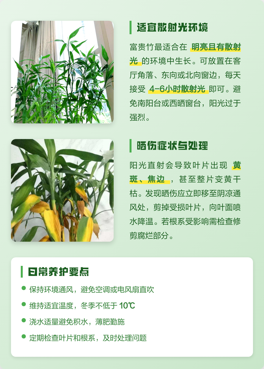 富贵竹喜欢阳光还是阴(富贵竹喜欢阳光还是阴暗)
