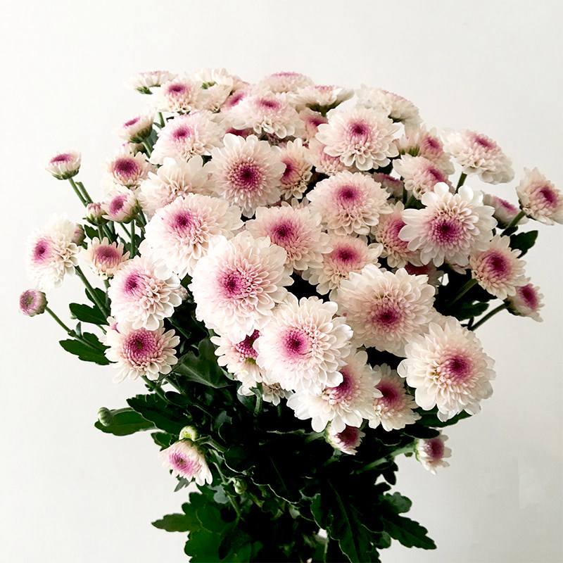 小雏菊适合放在家里吗(小雏菊适合放在家里吗冬天)