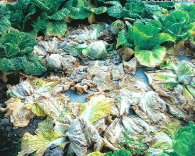 白菜心发黑了还能吃吗(白菜心发黑了还能吃吗图片)