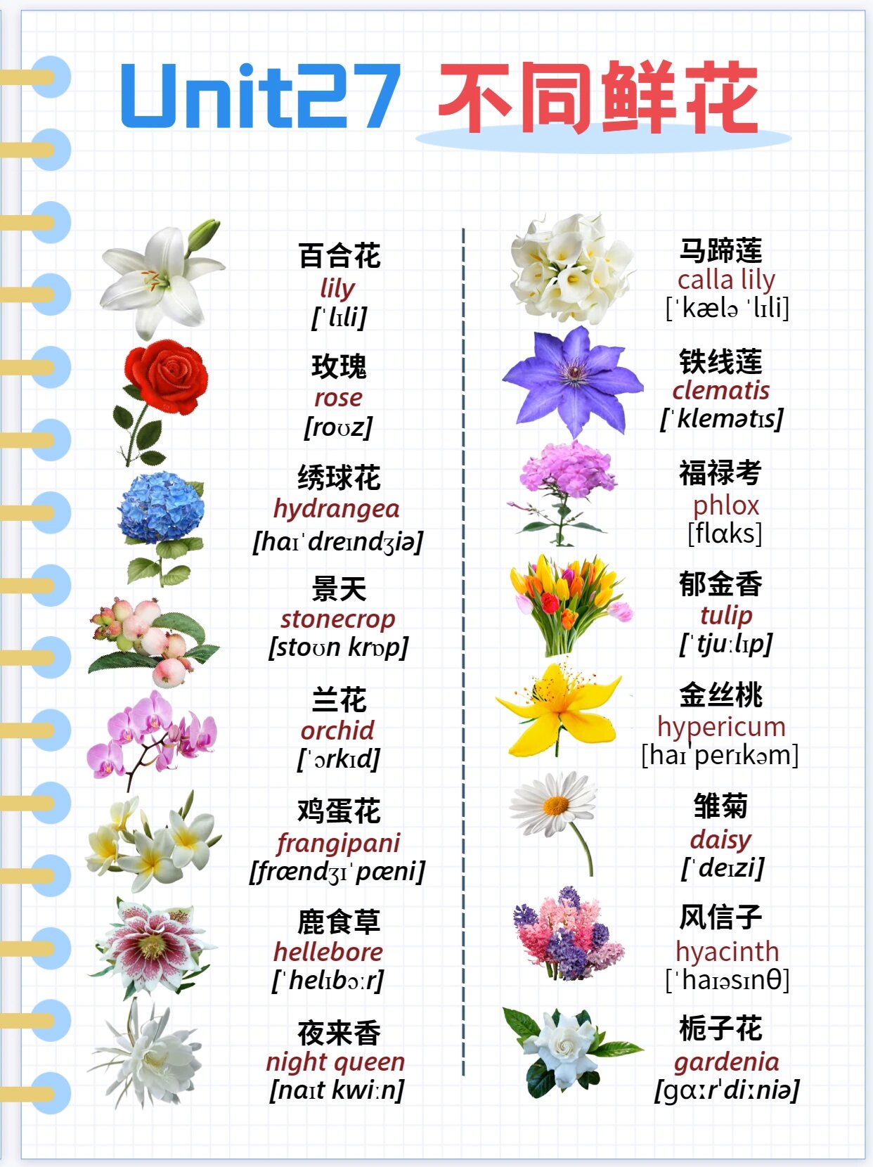 适合做女生英文名的花(适合做女生英文名的花向日葵)