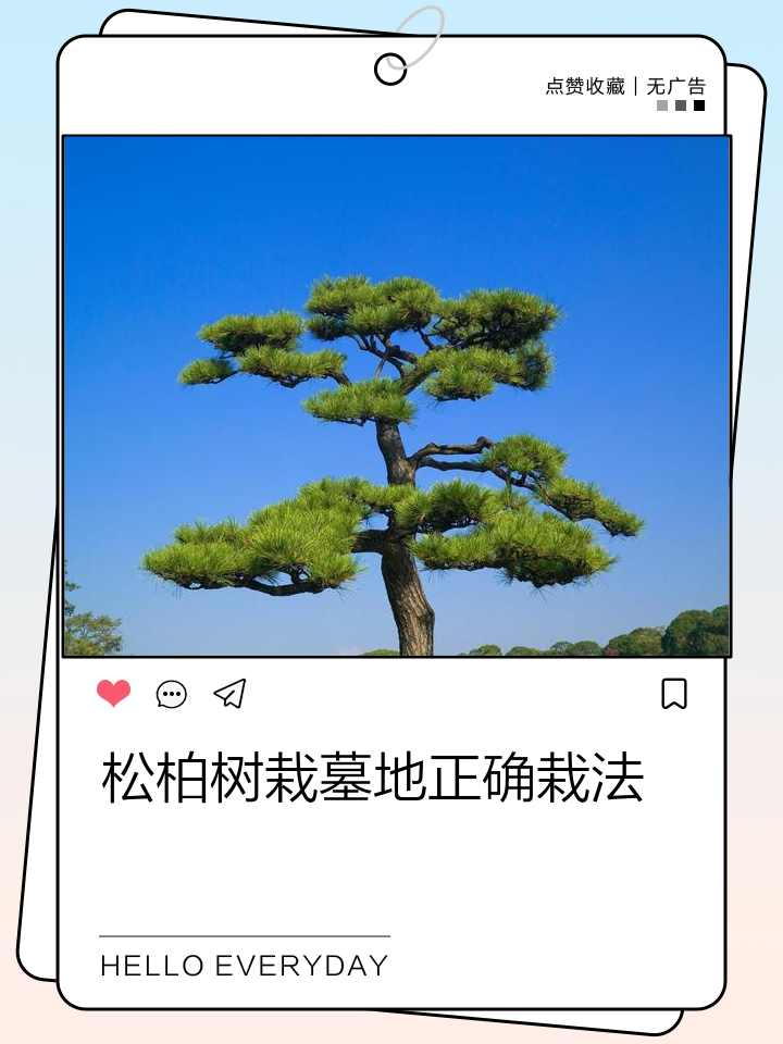 一般墓地种多少棵柏树吉利(一般墓地种多少棵柏树吉利呢)