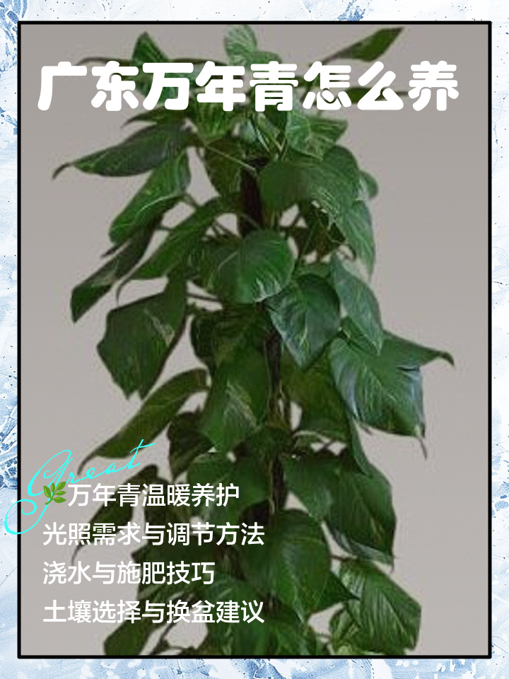 万年青怎么养才茂盛(万年青怎么养才茂盛变黄了怎么办)
