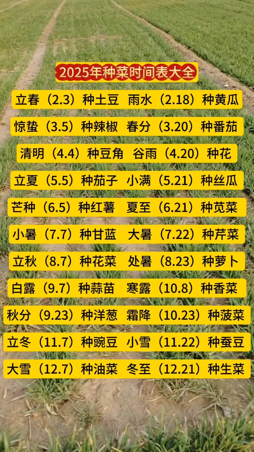 5一6月份种什么菜合适(5一6月份适合种什么蔬菜)