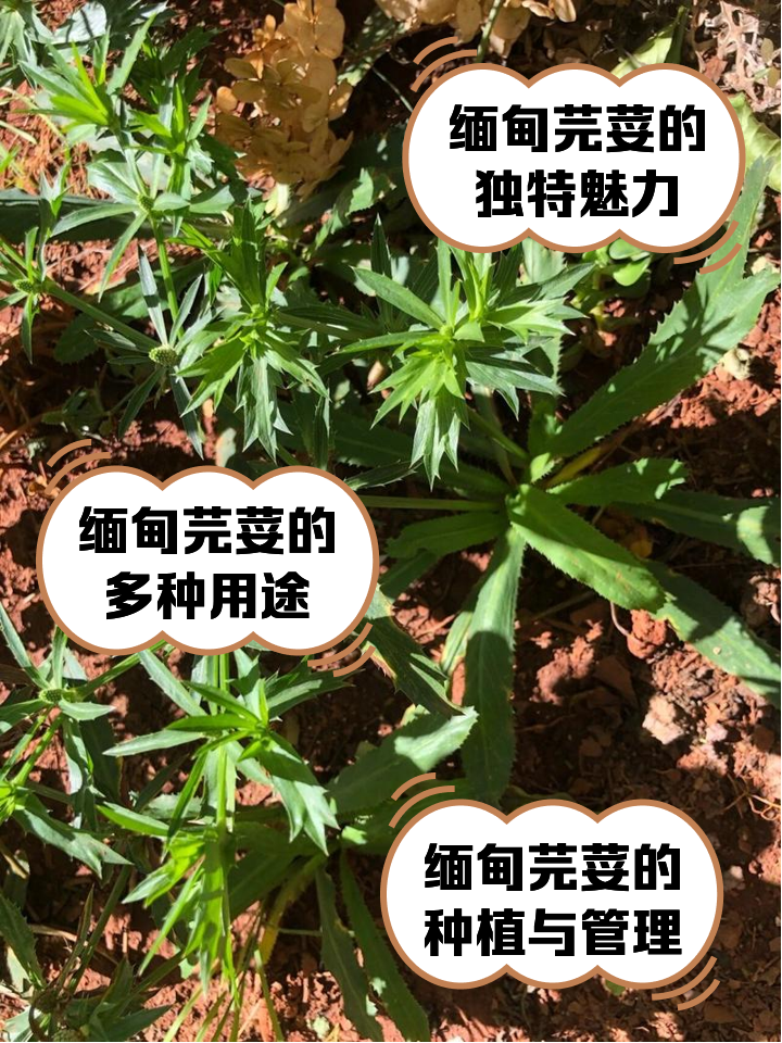 芫荽怎么读拼音(芫荽的拼音是什么)