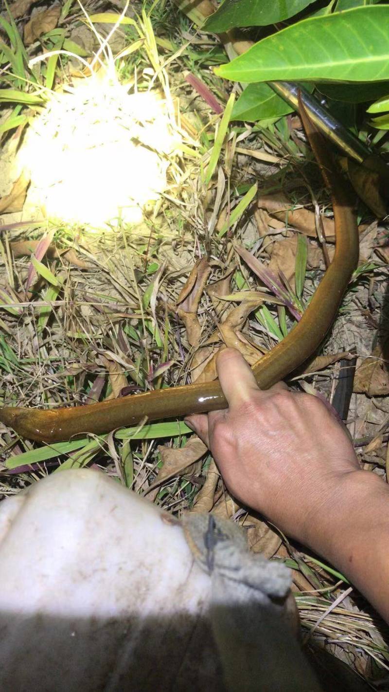 黄鳝自慰(黄鳝入体怎么取出)