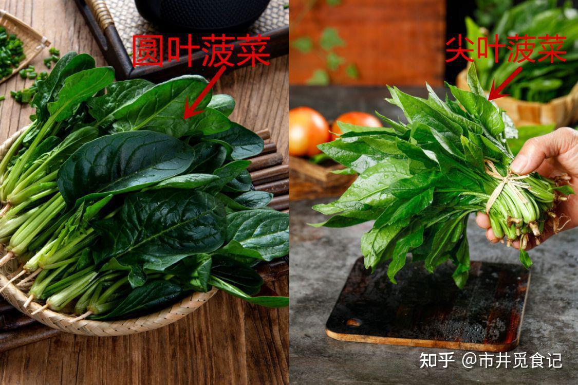 菠菜和青菜有什么区别(菠菜和青菜有什么区别图片)