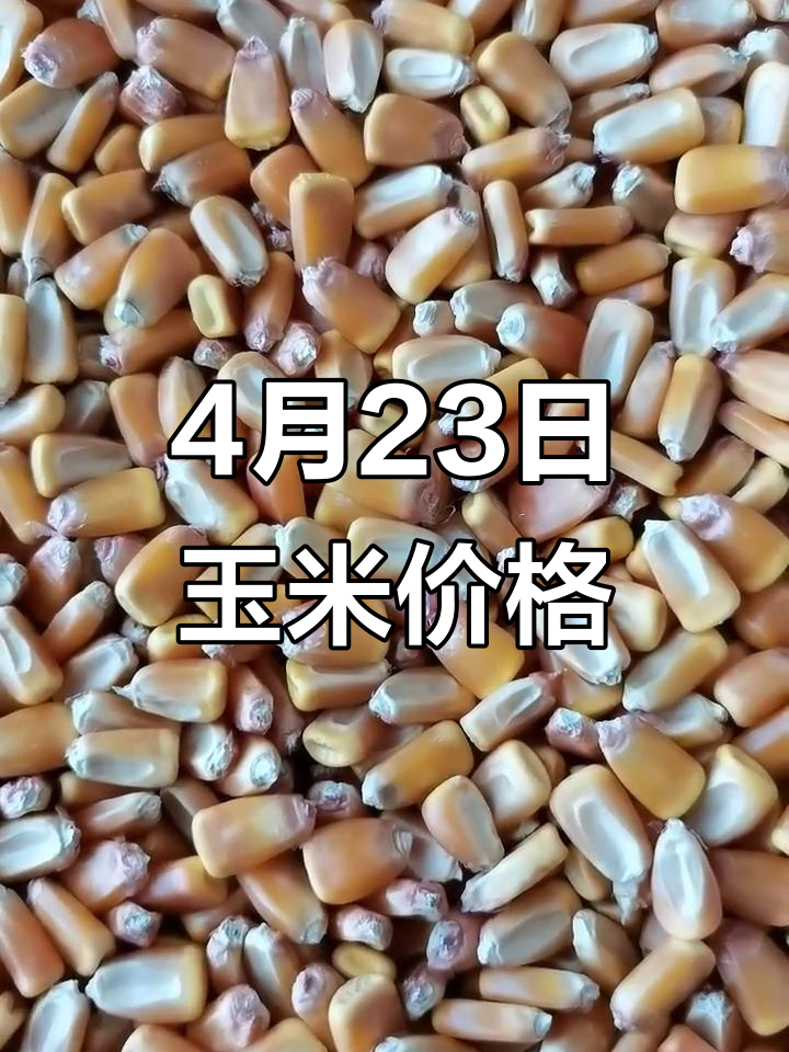 锦州港玉米价格(锦州港玉米价格最新行情)