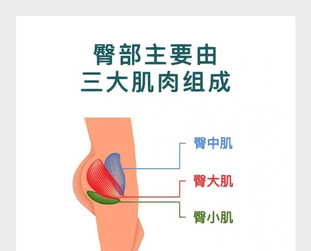 臀的笔顺(臀的笔顺怎么写)