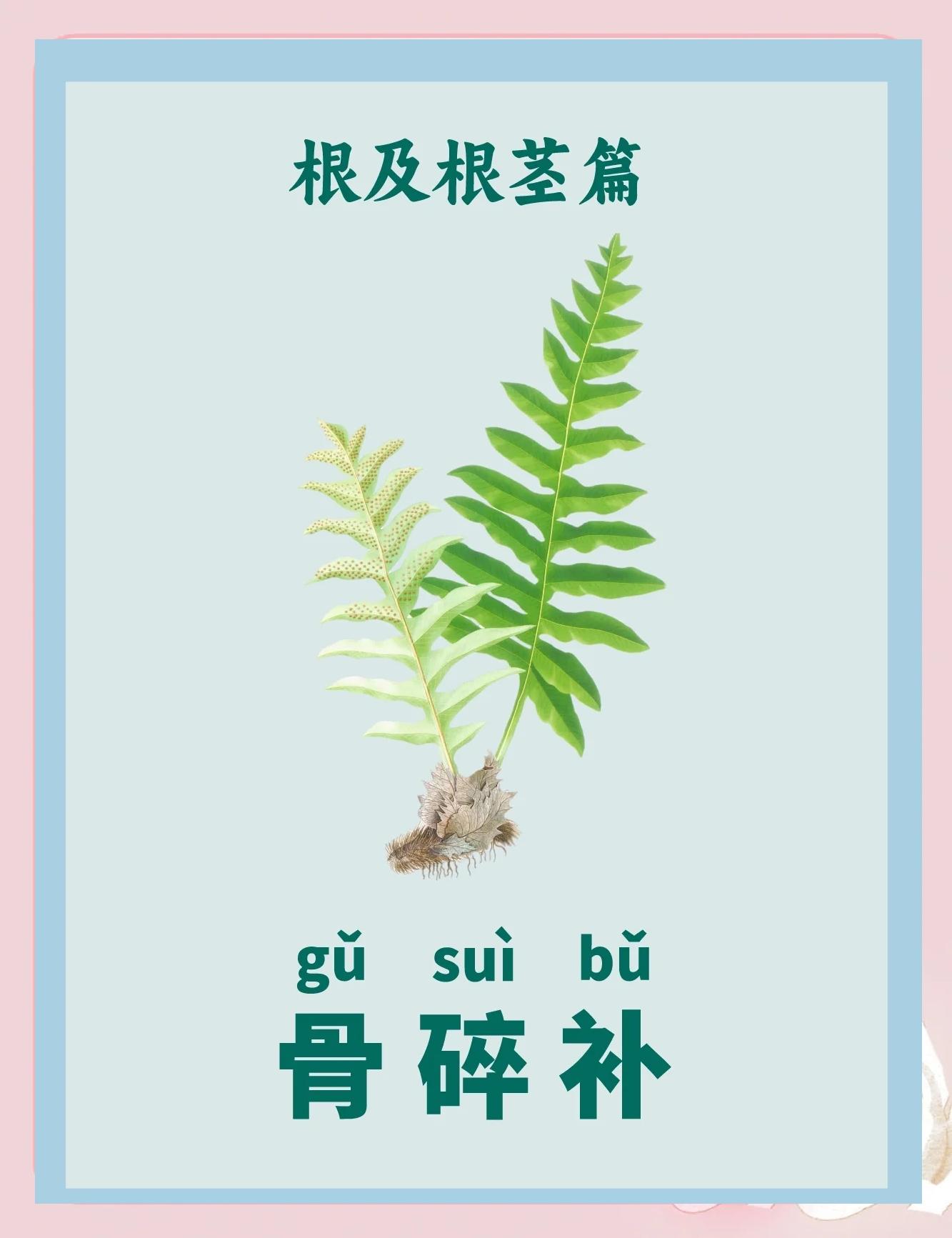 骨碎补泡酒功效与配方(骨碎补泡酒功效与配方 腰椎间盘突出)