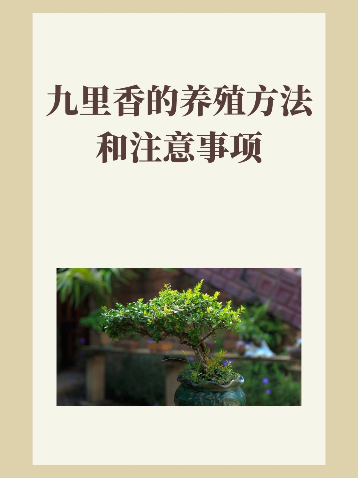 红竹养殖方法和注意事项(红竹养殖方法和注意事项图片)