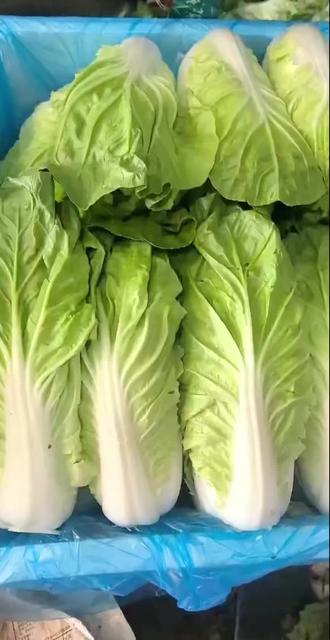 叶菜类蔬菜大全(叶菜类蔬菜图片及名称)