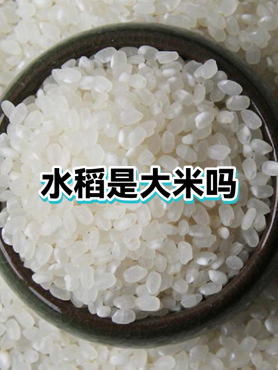 吃的大米是水稻还是小麦(吃的大米是水稻中的什么部分)