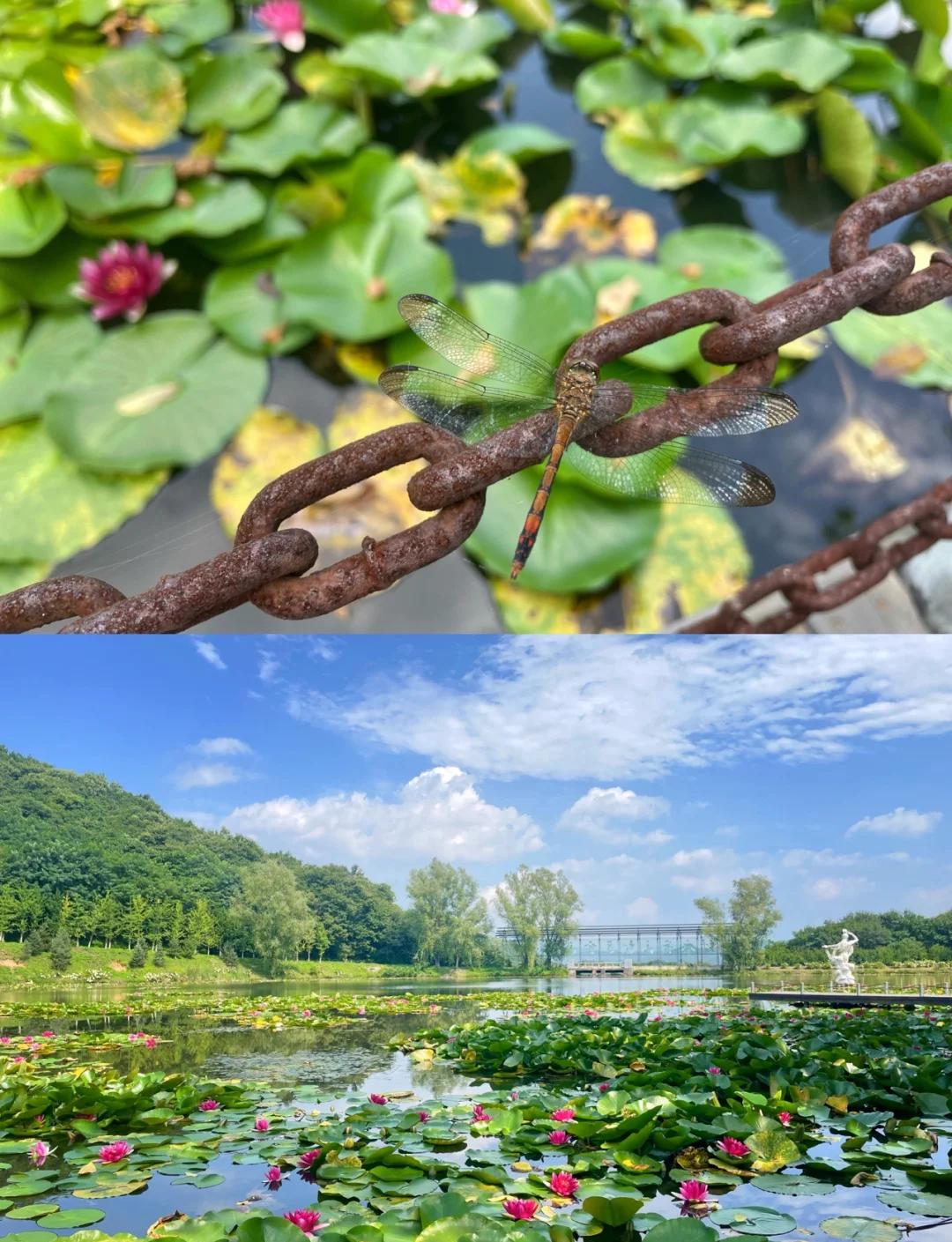 大梨树(大梨树门票多少钱一张)