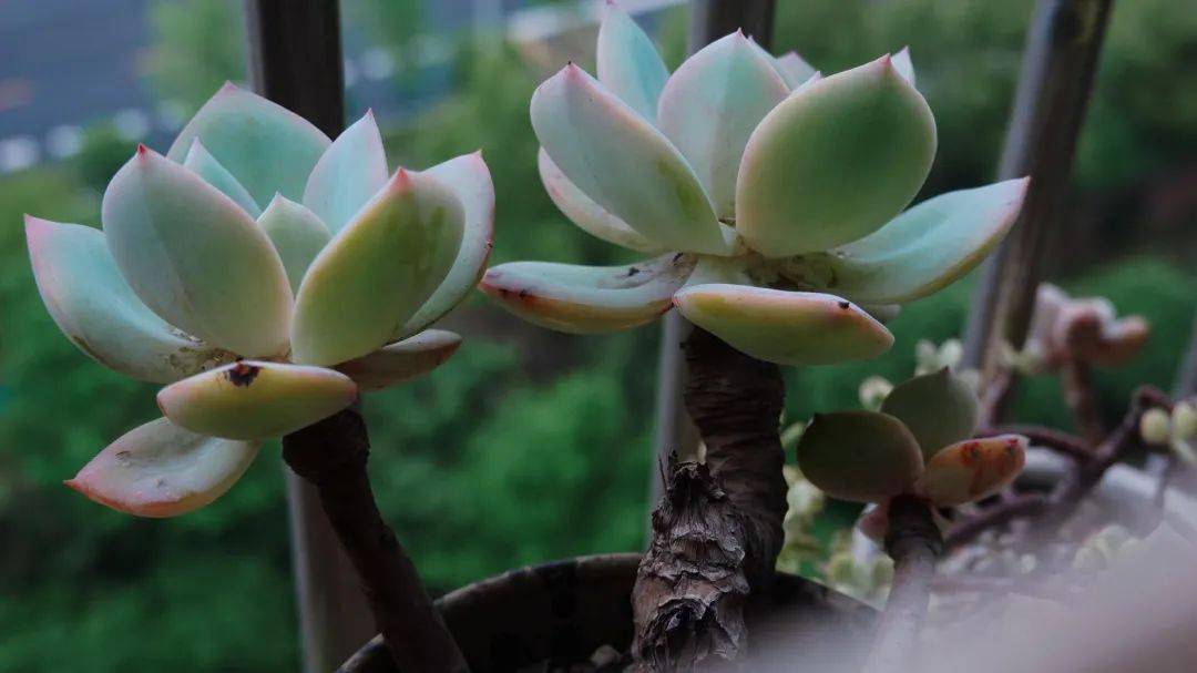 吃什么花积蓄(吃什么花积蓄)