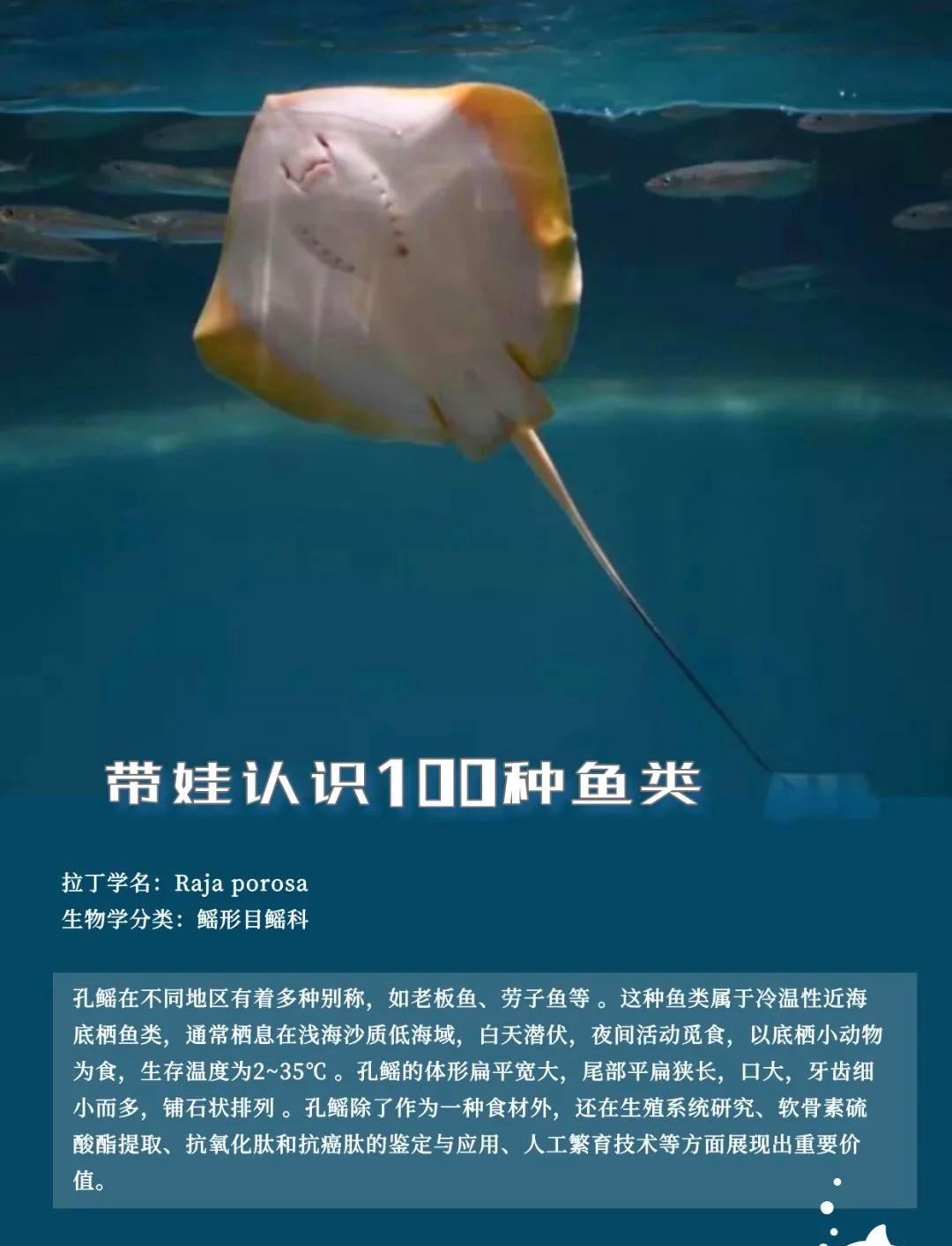 蝠鲼怎么读(海洋生物蝠鲼怎么读)