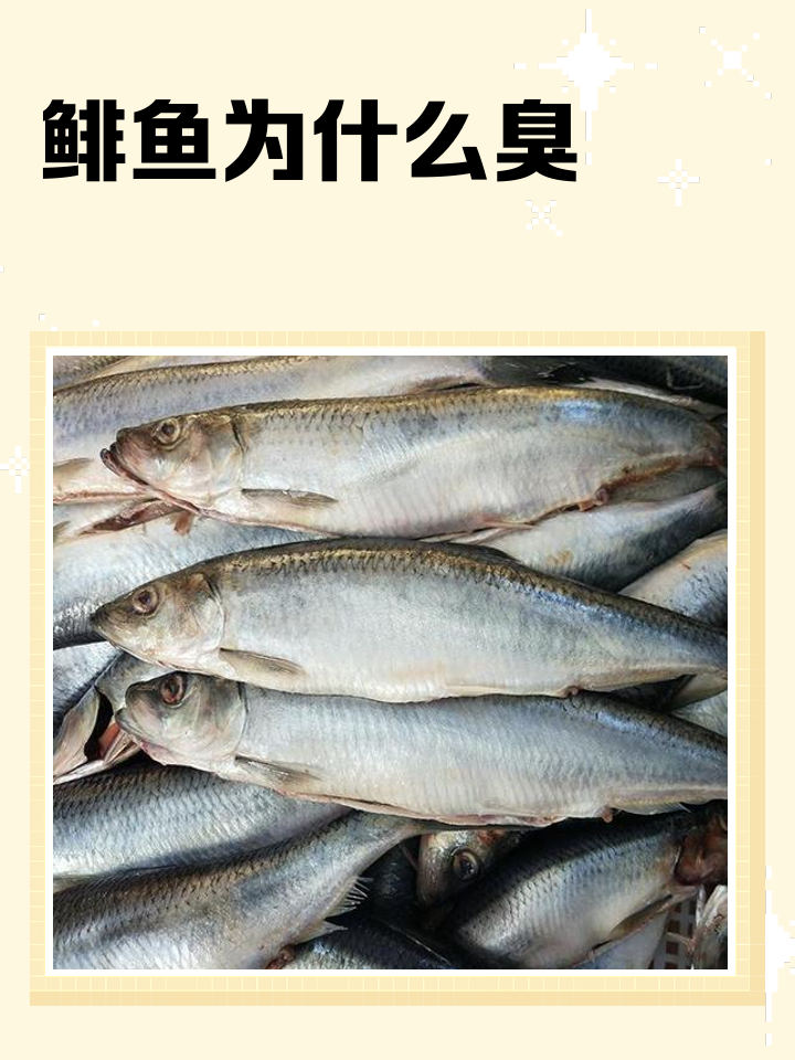 蝠鲼怎么读(海洋生物蝠鲼怎么读)