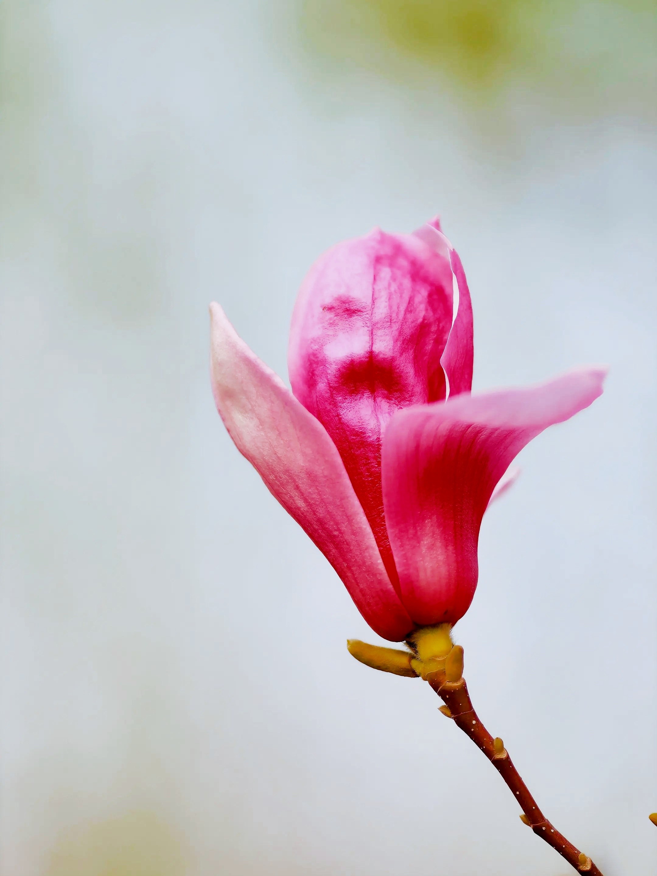玉兰花期(玉兰花期是几月)