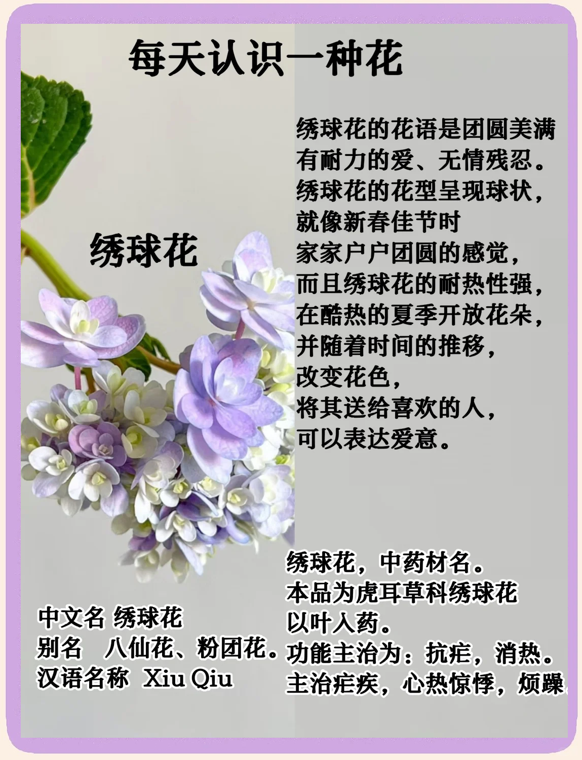 100种花语大全(100种常见花的花语)