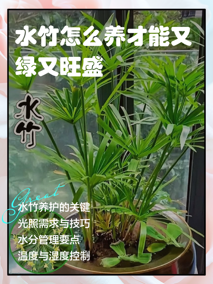盆栽竹子的养殖方法和注意事项(盆栽竹子的养殖方法和注意事项视频)