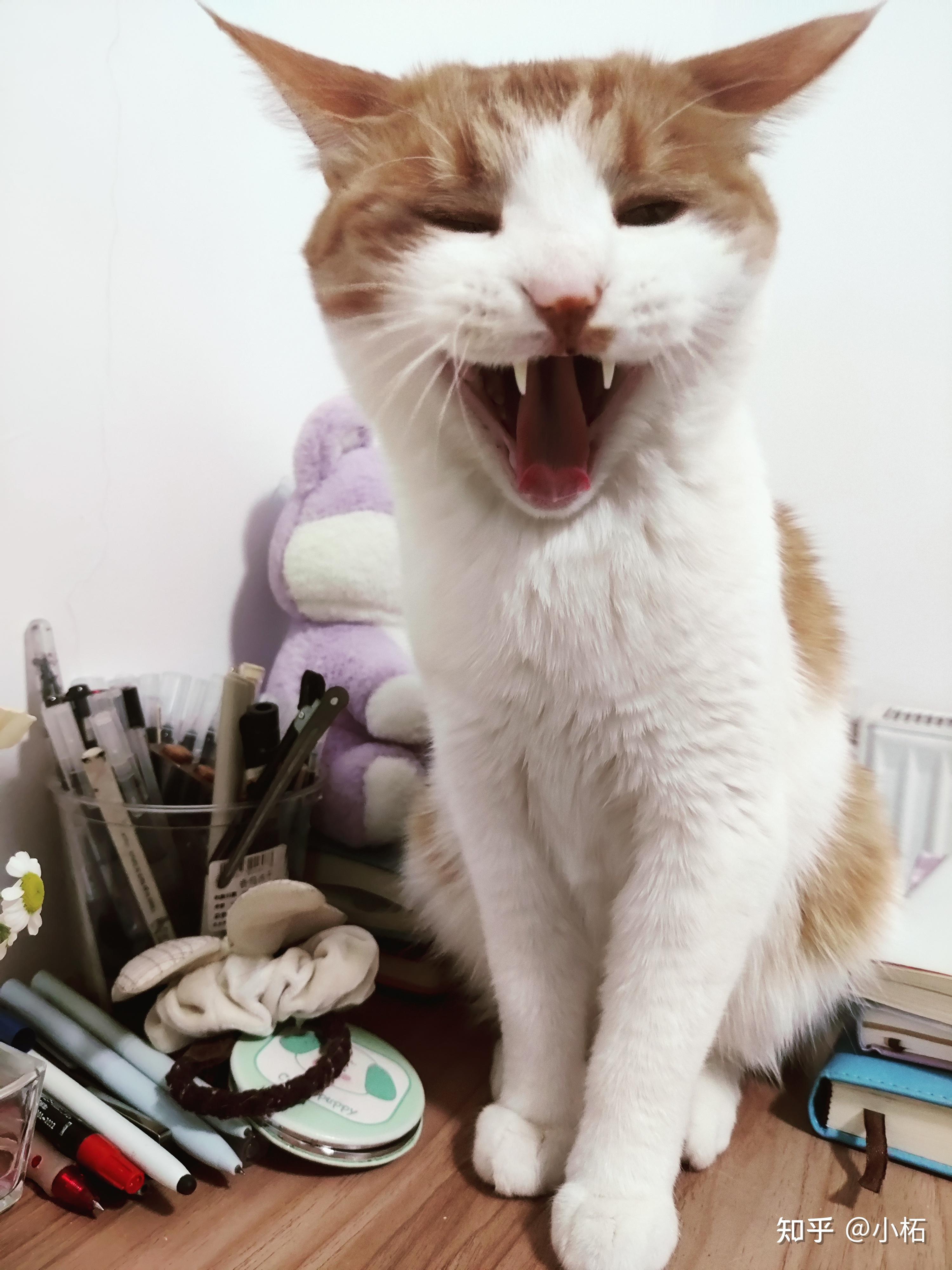 猫来家里好事还是坏事(猫来家里好事还是坏事周公解梦)