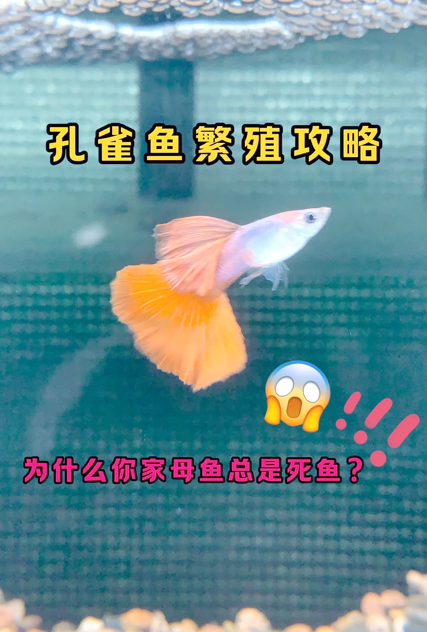 凤尾鱼繁殖(凤尾鱼繁殖需要多长时间?)