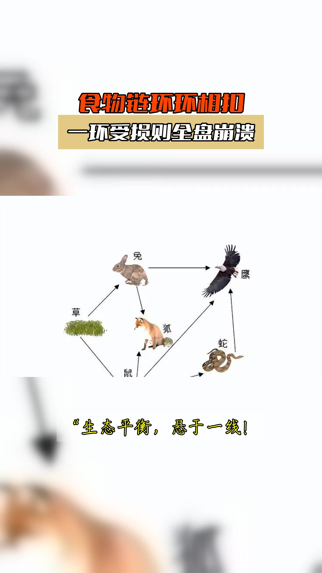 生物链和食物链区别(食物链描述的是生物与生物之间的什么关系)