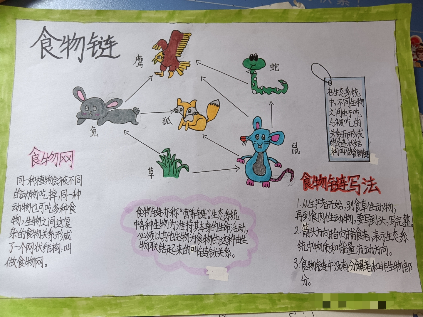 生物链和食物链区别(食物链描述的是生物与生物之间的什么关系)