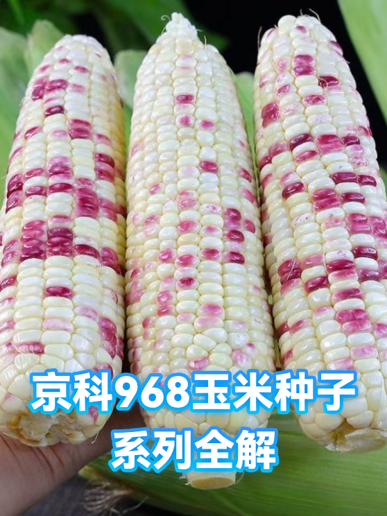 京科968玉米种子简介(京科968玉米种子简介说明书)