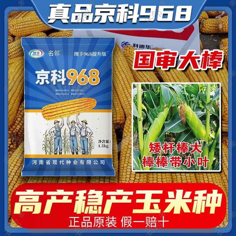 京科968玉米品种介绍(京科968玉米品种介绍 三大区国审) 京科968玉米品种介绍(京科968玉米品种介绍 三大区国审)